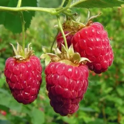 Малина ГОРДОСТЬ РОССИИ в Рогачеве