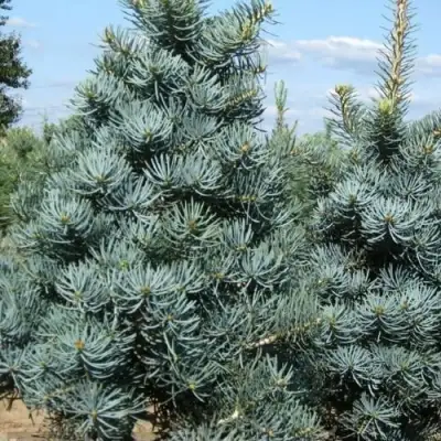 Пихта КОНКОЛОР в Рогачеве