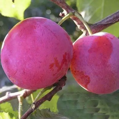 Слива ДЕЛИКАТНАЯ в Рогачеве