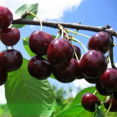 Дюк ЧУДО-ВИШНЯ в Рогачеве