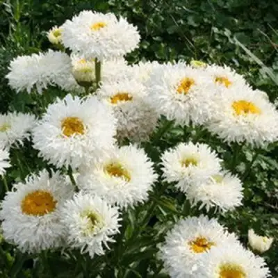 Нивяник КРЕЙЗИ ДЕЙЗИ наибольший в Рогачеве