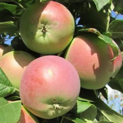 Яблоня МОСКОВСКОЕ ЗИМНЕЕ в Рогачеве