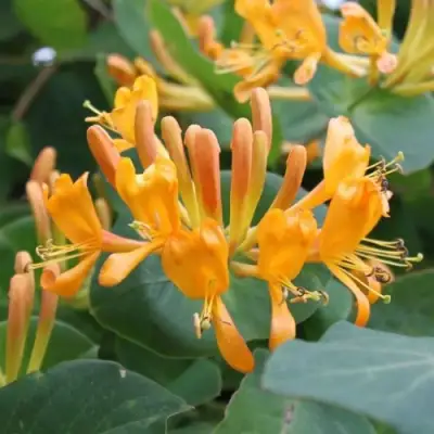 Жимолость ТЕЛЬМАНА в Рогачеве