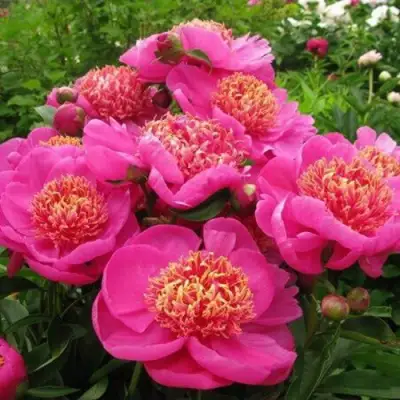 Пион ДОРИН травянистый в Рогачеве