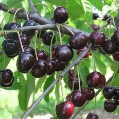 Черешня ЛЮБИМИЦА АСТАХОВА в Рогачеве