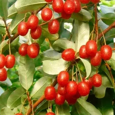 ГУМИ (ЛОХ МНОГОЦВЕТКОВЫЙ) в Рогачеве