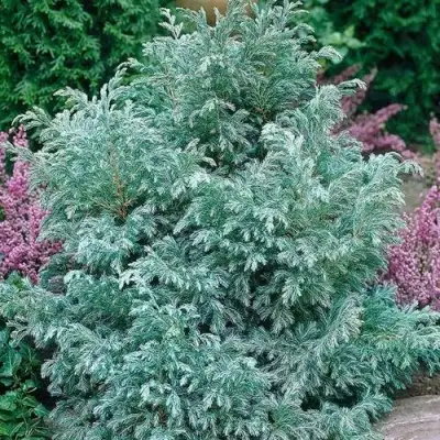 Кипарисовик БУЛЕВАРД горохоплодный в Рогачеве