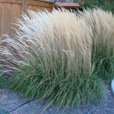 Вейник КАРЛ ФОРСТЕР остроцветковый в Рогачеве