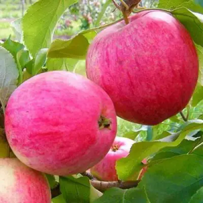 Яблоня РОЗОВЫЙ НАЛИВ в Рогачеве
