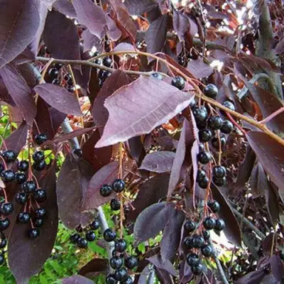 Черемуха виргинская ШУБЕРТ в Рогачеве