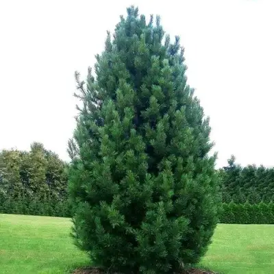 Сосна кедровая европейская в Рогачеве