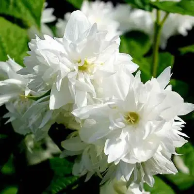 Жасмин ДАМ БЛАНШ в Рогачеве