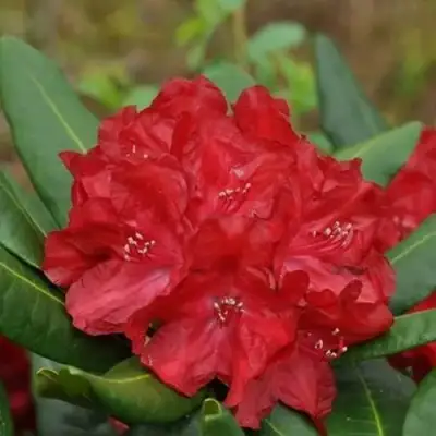 Рододендрон БУЗУКИ в Рогачеве