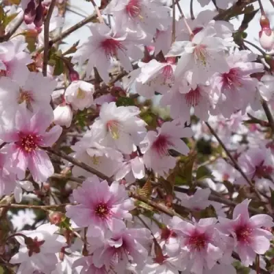 Сакура МИКИНОРИ в Рогачеве