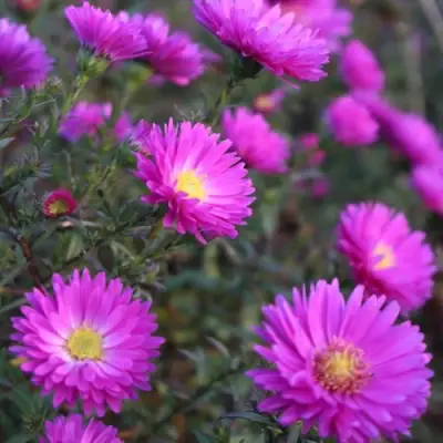 Астра КАРМИНКУППЕЛЬ в Рогачеве