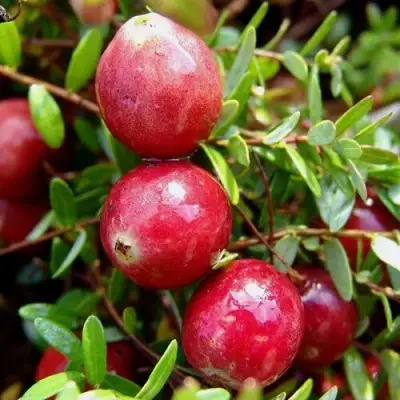 Клюква СТИВЕНС в Рогачеве