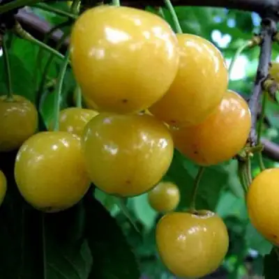 Черешня РОССОШАНСКАЯ ЗОЛОТАЯ в Рогачеве