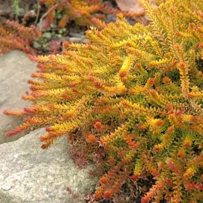 Водяника БЕРНШТЕЙН черная в Рогачеве