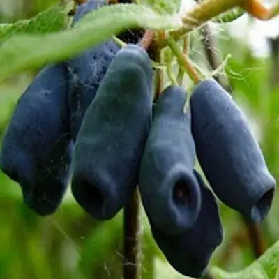 Жимолость съедобная НАРЫМСКАЯ в Рогачеве