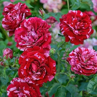 Роза ДИП ИМПРЕШН флорибунда в Рогачеве