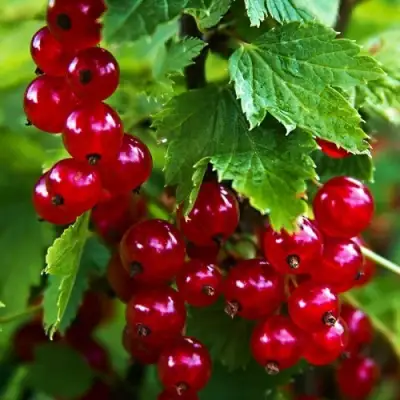Смородина красная РОЛАН в Рогачеве