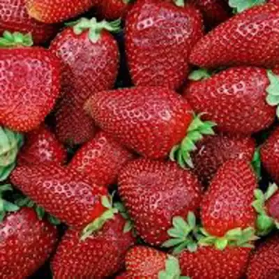 Клубника СКАЛА в Рогачеве