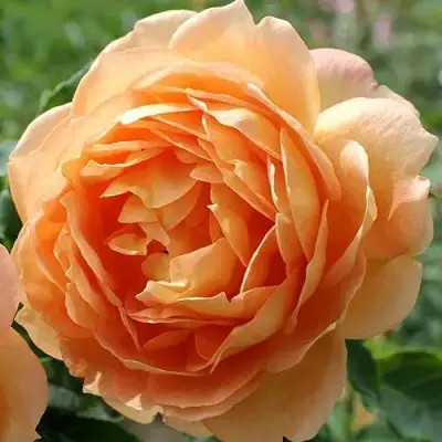 саженцы розы Леди оф Шалот