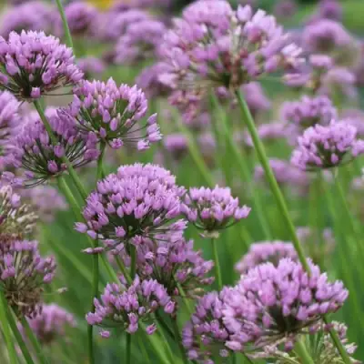 Лук угловатый в Рогачеве