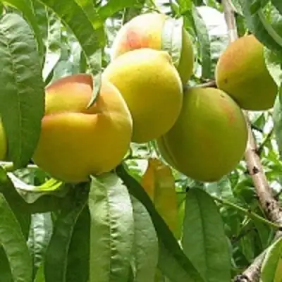 Персик СЕЯНЕЦ СТАРКА в Рогачеве