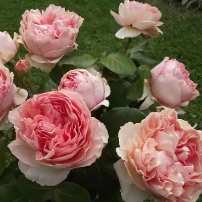 Роза ФИЛИНГ чайно-гибридная в Рогачеве