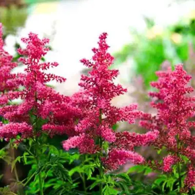 Астильба ЮНИК КАРМИН гибридная в Рогачеве