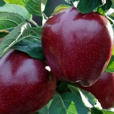 Яблоня РЕД ЧИФ в Рогачеве