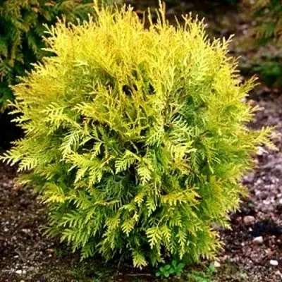 Туя ГЛОБОЗА АУРЕА западная в Рогачеве