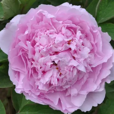 Пион ПРОЗРАЧНАЯ РОСА древовидный в Рогачеве