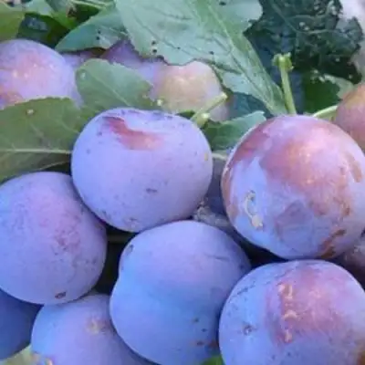 Слива НАГРАДА НЕМАНСКАЯ в Рогачеве