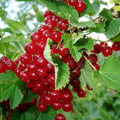 Смородина красная ГОЛЛАНДСКАЯ КРАСНАЯ в Рогачеве