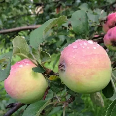 Яблоня УТРО в Рогачеве