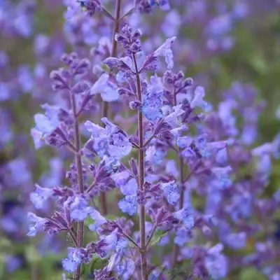 Котовник КИТ КЭТ фассена в Рогачеве