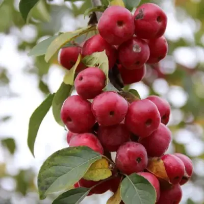 Яблоня РЕД ОБЕЛИСК колонновидная в Рогачеве