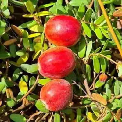 Клюква БАИН 6 в Рогачеве