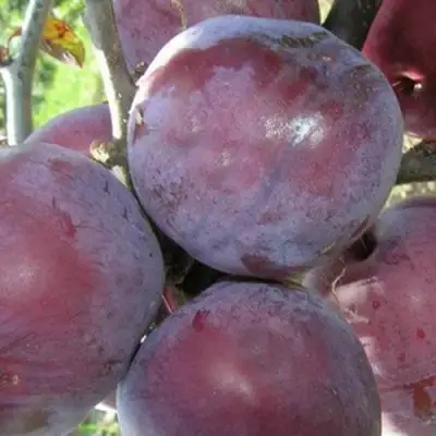 Слива ПАННА в Рогачеве