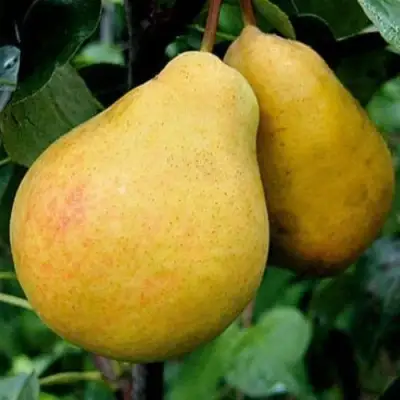 Груша ВЕЛИКАЯ ЛЕТНЯЯ (БОЛЬШАЯ ЛЕТНЯЯ) в Рогачеве