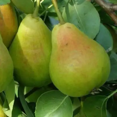 саженцы груши Лира