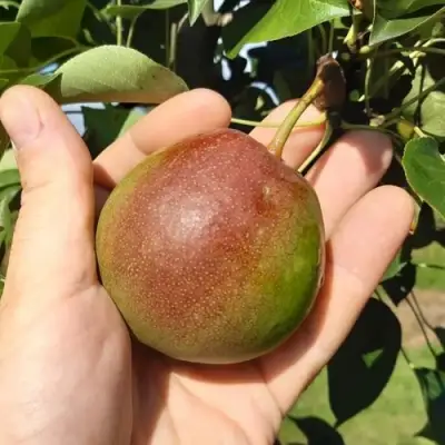 Груша КУПАЛА в Рогачеве