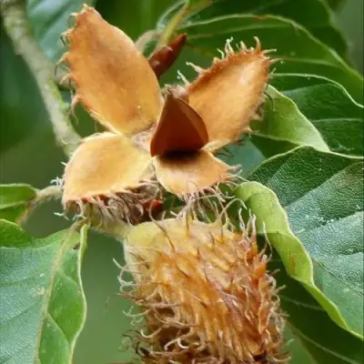 Бук обыкновенный в Рогачеве