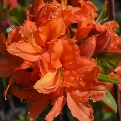 Азалия МАНДАРИН ЛАЙТС листопадная в Рогачеве