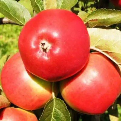 Яблоня СЯБРЫНА в Рогачеве