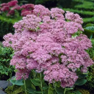 Очиток (седум) БРИЛЛИАНТ в Рогачеве