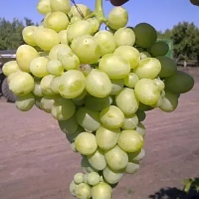 Виноград АРКАДИЯ в Рогачеве