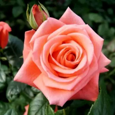 Роза ВАУ чайно-гибридная в Рогачеве